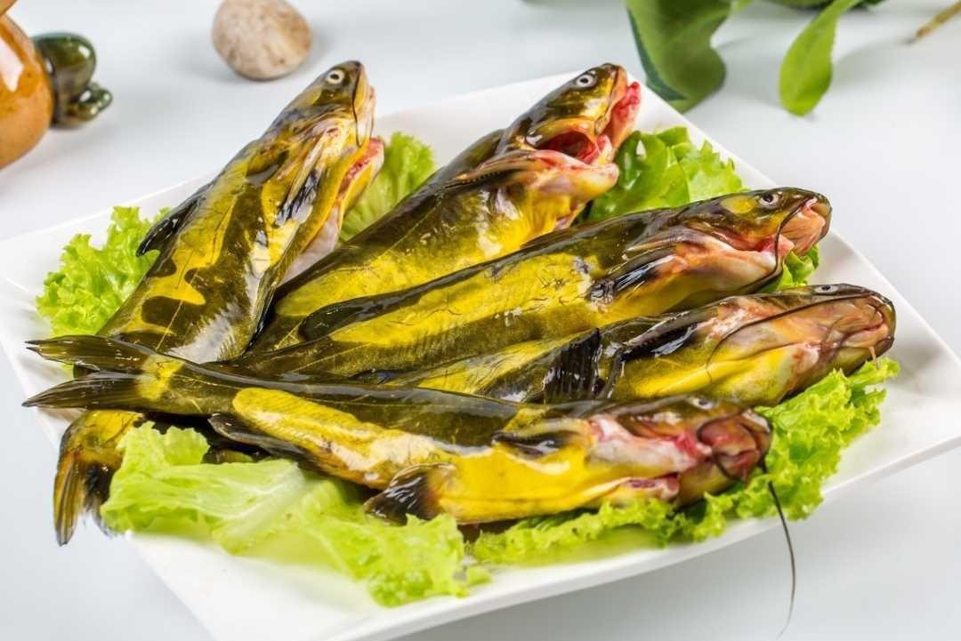 火锅中使用的鱼类有哪些
